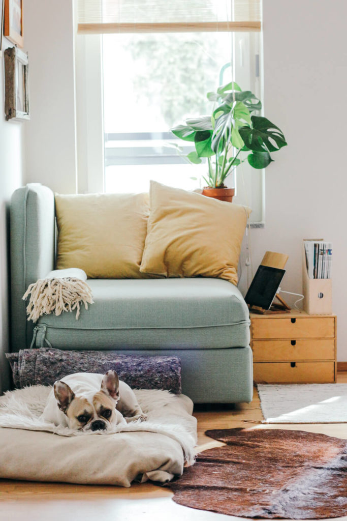 Photo of comfortable armchair and cute contented dog at home